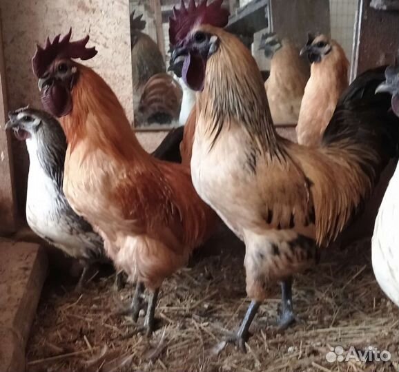 Лакендази и ухейилюй