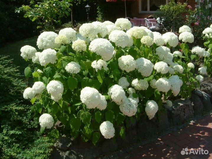 Декоративные кустарники