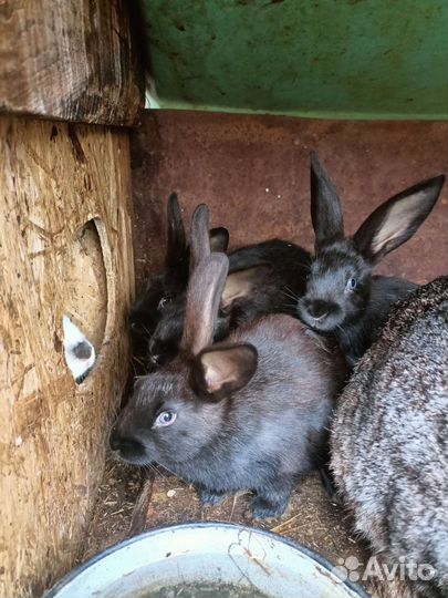 Продам крольчат