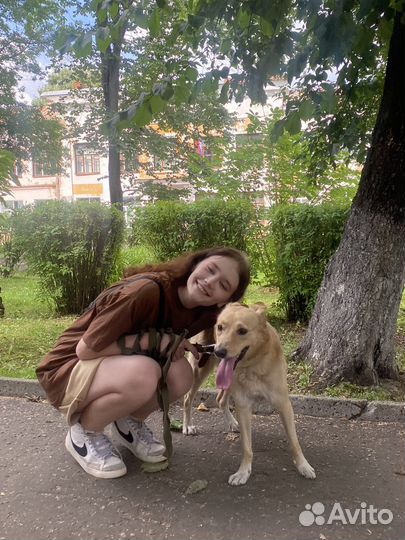 Выгул собак