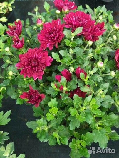 Хризантемы мультифлора