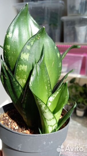 Ханни Сильвер Флейм