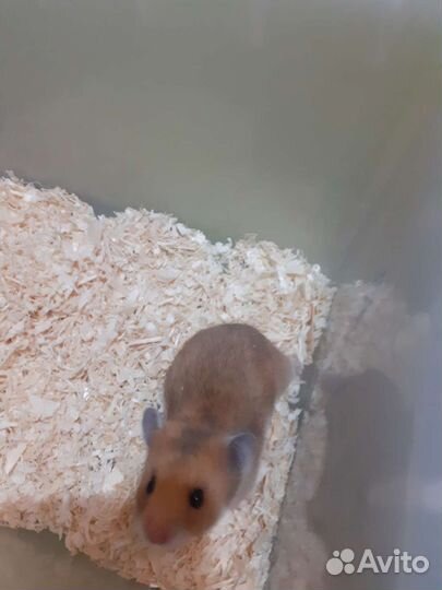 Сирийские хомяки рыжие к любому метро