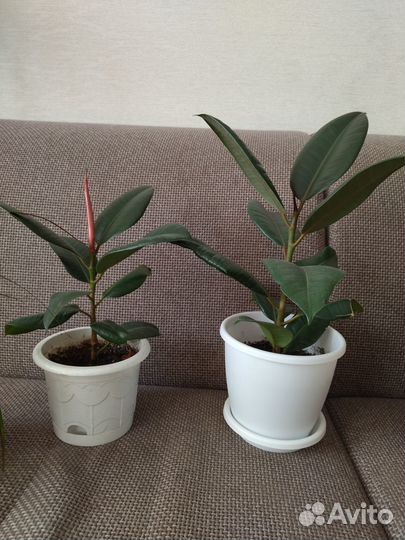 Комнатные цветы