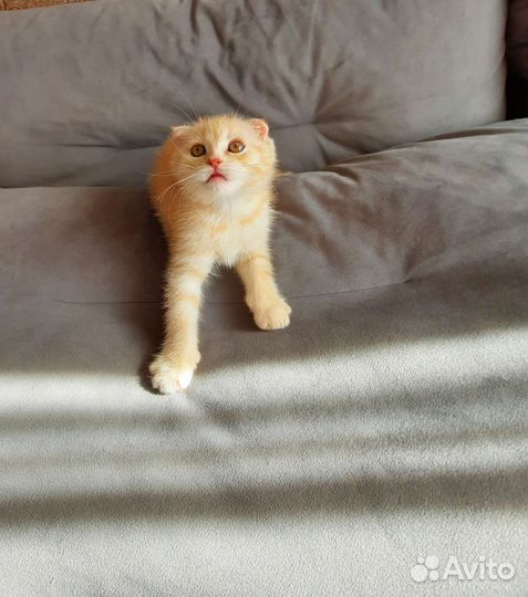 Шотландские котята