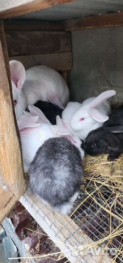 Кролики на мясо