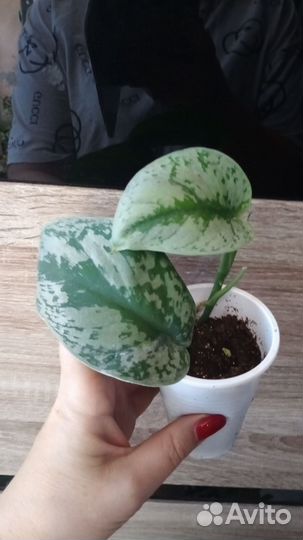 Кротон, абутилон, кампанула