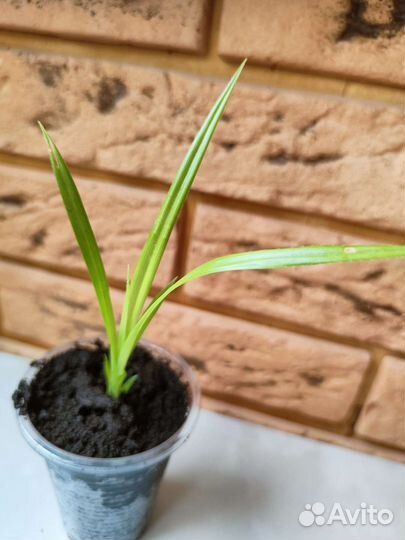 Панданус/винтовая пальма