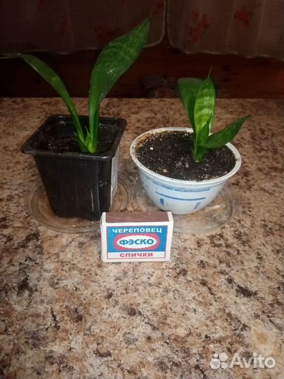 Сансевиерия, щучий хвост