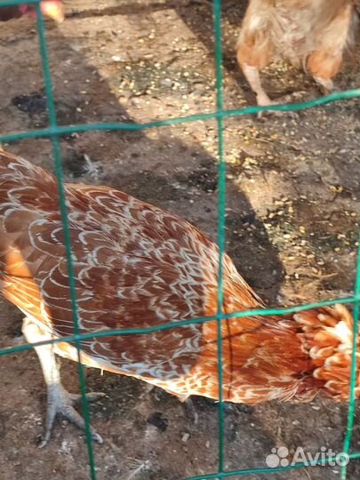 Петух Падуан