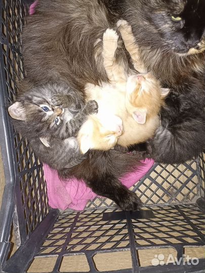 Котята в добрые руки