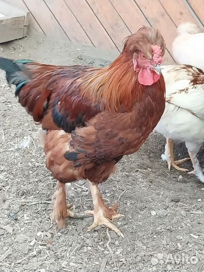 Молодые петухи