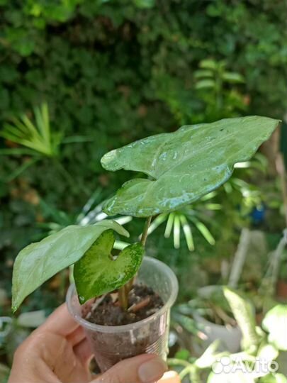 Сциндапсус, эпирепренум, сингониум