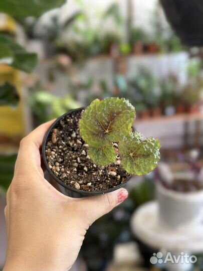 Бегония Мэсона