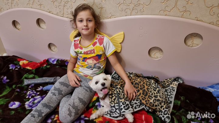 Передержка животных в квартире