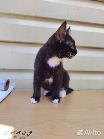 Кошечка с белыми лапками и черный котик в дар