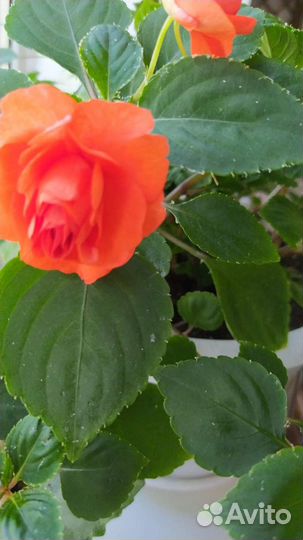 Комнатные цветы