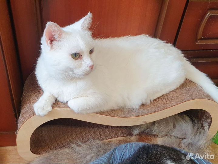 Кошка белая