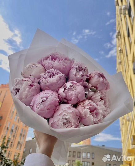 Пионы Букеты 15 25 51 Доставка Пионов