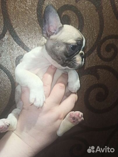 Французики