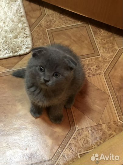 Вислоухие котята