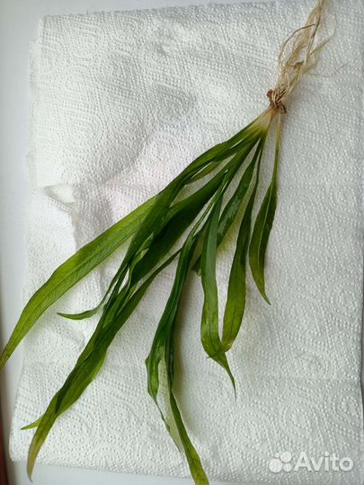 Растения для аквариума. Прополка