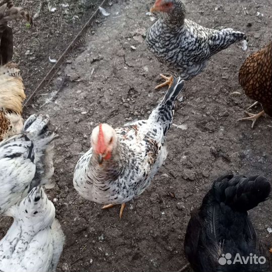 Молодые петухи