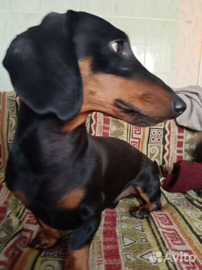 Такса кобель вязка