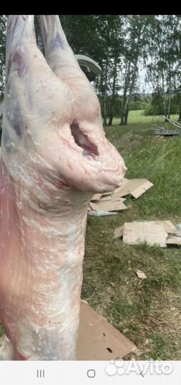 Халал баранина курдючная с юга