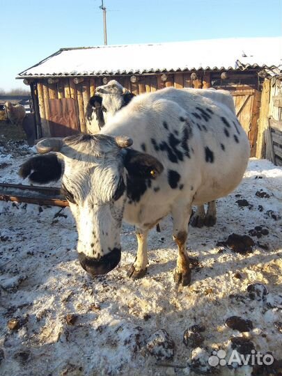 Продам корову