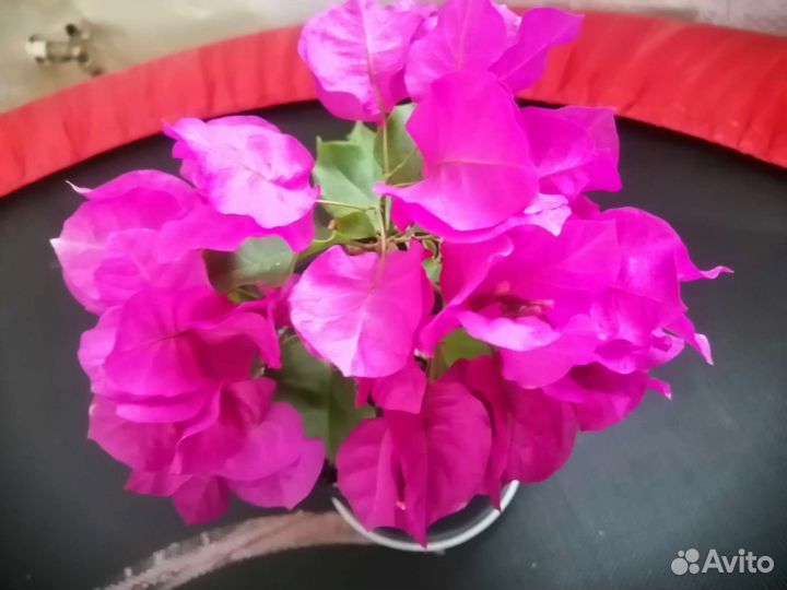 Бугенвиллия