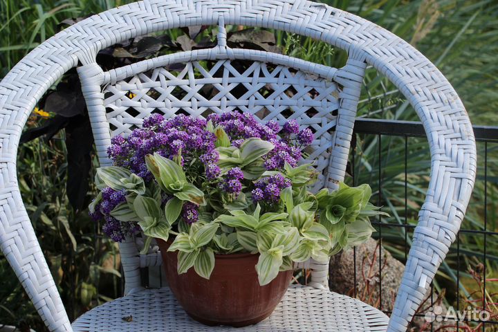 Комнатные цветы традесканция