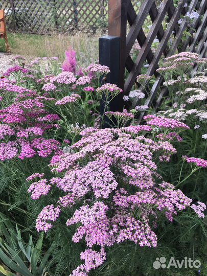 Садовые растения продам или обменяю