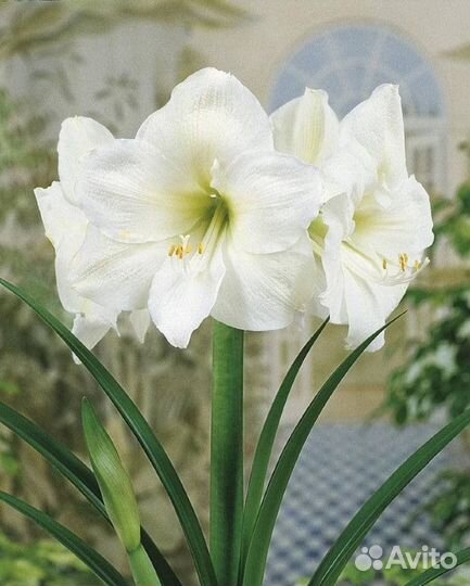 Луковицы гипеаструма (амариллис)