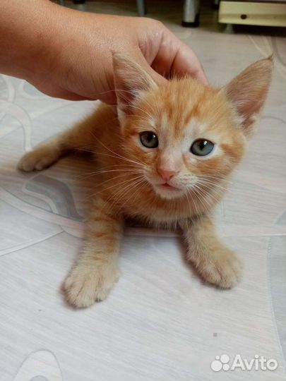 Кошка в дар бесплатно