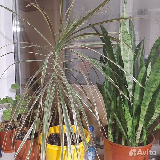 Цветы комнатные