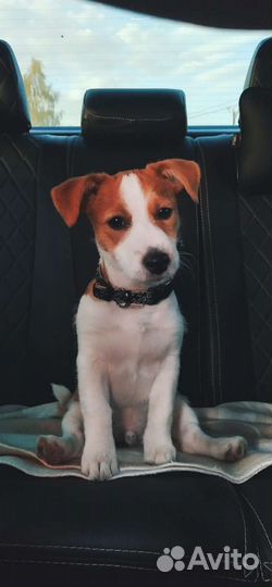 Кобель Джек Рассел Терьер для вязки