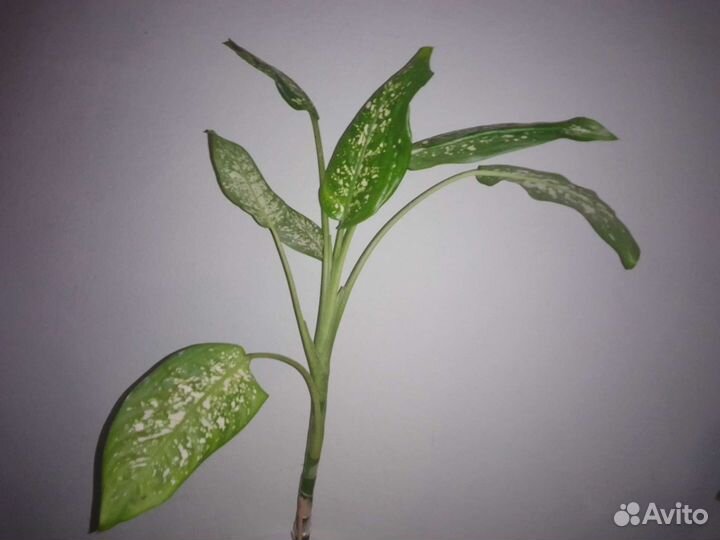 Диффенбахия