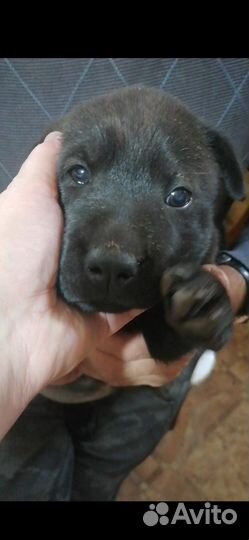 Козочки от высокоудойной козы и собачки