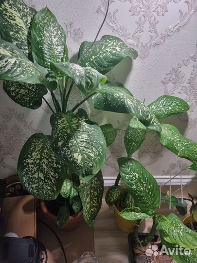 Диффенбахия