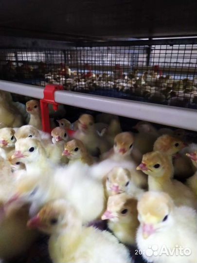 Индюшата подрощенные