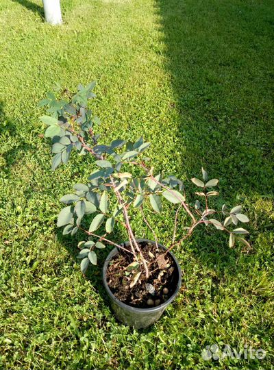 Гортензии, Пионы, Лилейники