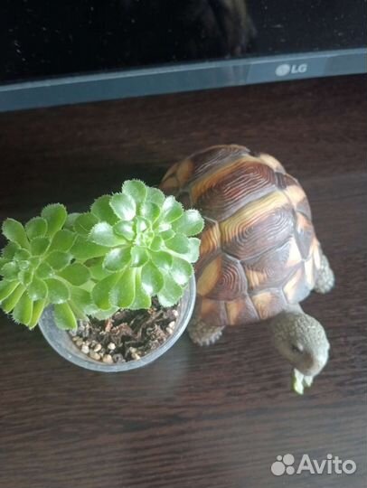 Эониум суккулент