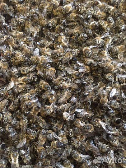 Пчелиный подмор