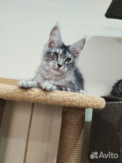 Котята мейн-кун