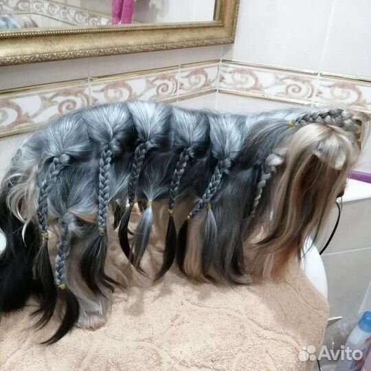 Йоркширский терьер