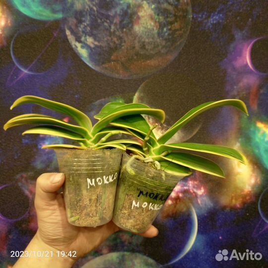 Орхидеи и другие цветы