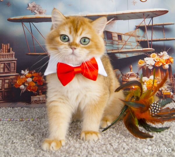 Британский котенок ny12