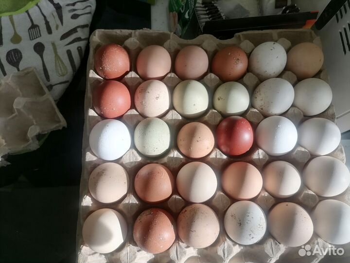 Домашнее куринное яйцо