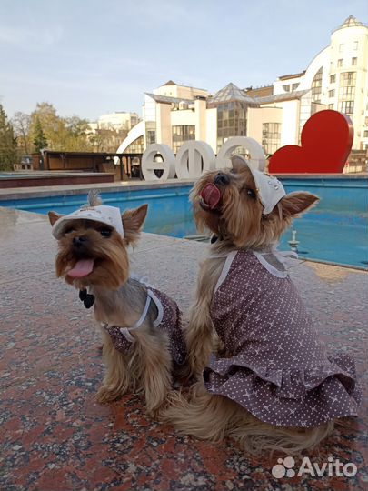 Одежда для собак мелких пород